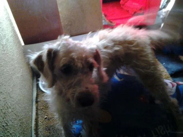 Cachorro raça Poodle idade 2 anos nome MEG