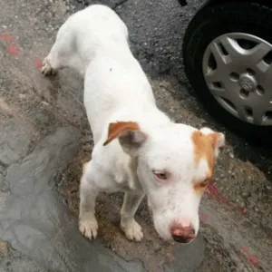 Cachorro raça INDEFINIDA idade 1 ano nome AINDA NÃO TEM