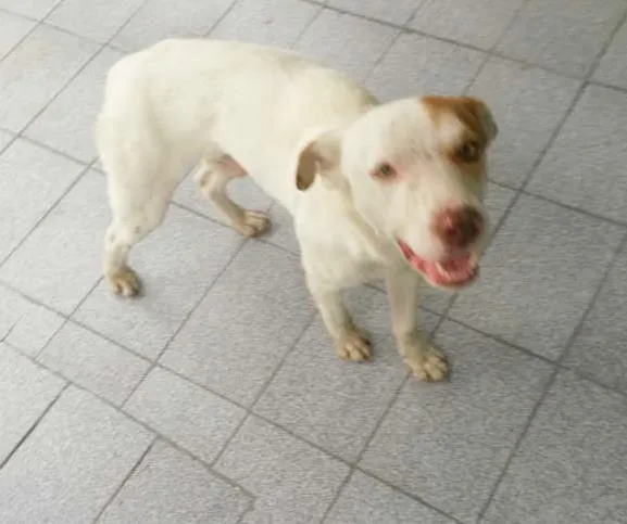 Cachorro ra a INDEFINIDA idade 1 ano nome AINDA NÃO TEM