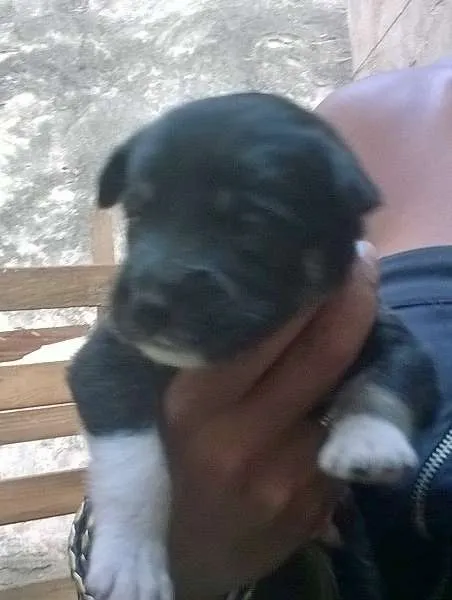 Cachorro ra a RND idade Abaixo de 2 meses nome Nenhum