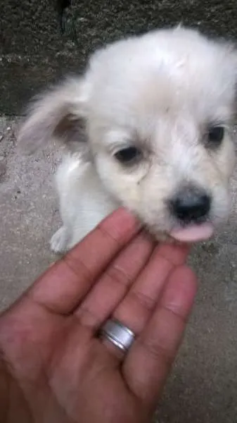 Cachorro ra a RND idade Abaixo de 2 meses nome Nenhum