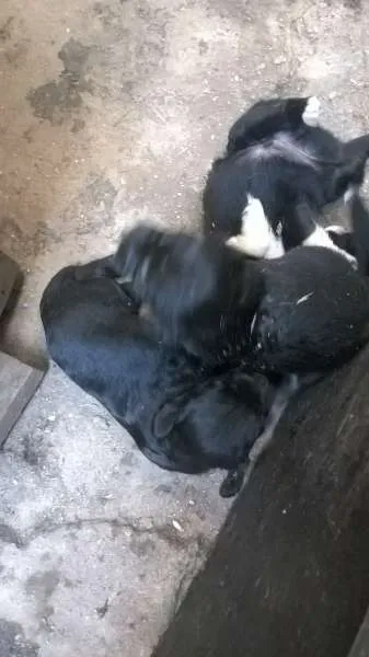 Cachorro ra a RND idade Abaixo de 2 meses nome Nenhum