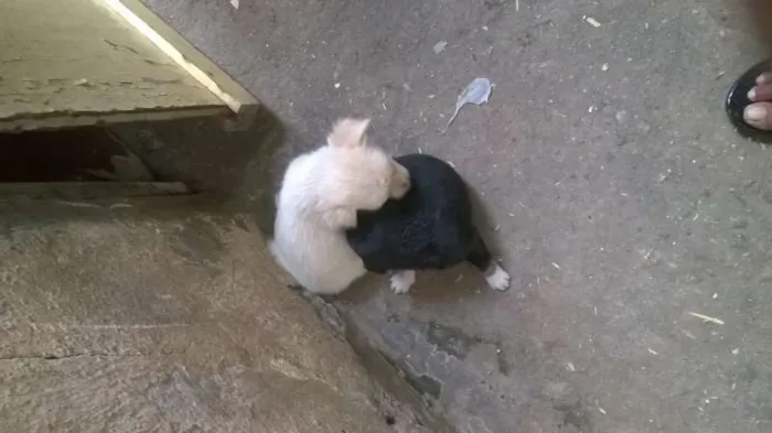 Cachorro ra a RND idade Abaixo de 2 meses nome Nenhum
