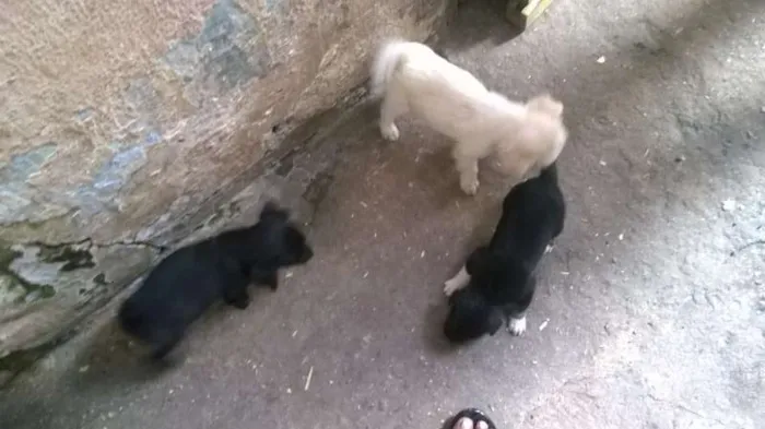 Cachorro ra a RND idade Abaixo de 2 meses nome Nenhum