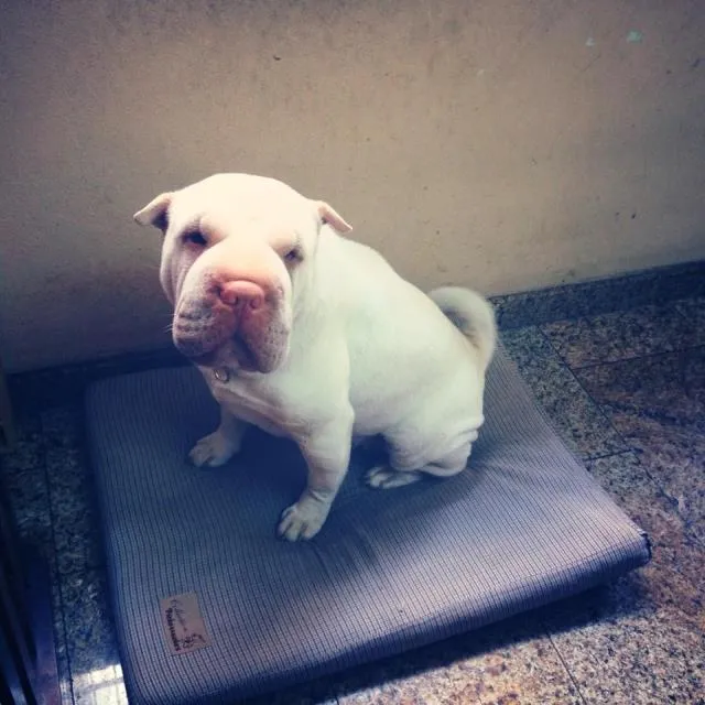 Cachorro ra a Sharpei idade 2 anos nome Bella