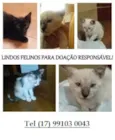 Gatinhos