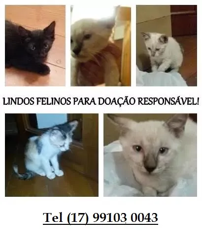 Gato ra a SRD idade Abaixo de 2 meses nome Gatinhos