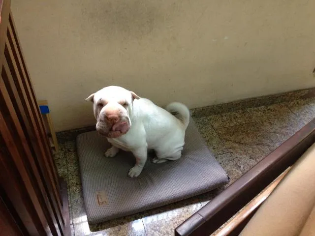 Cachorro ra a Sharpei idade 2 anos nome Bella