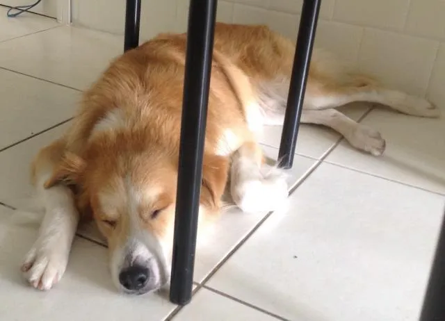 Cachorro ra a Não definida idade 1 ano nome Alemão