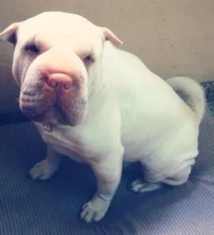 Cachorro raça Sharpei idade 2 anos nome Bella