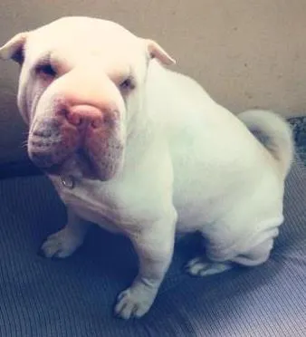 Cachorro ra a Sharpei idade 2 anos nome Bella