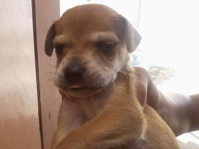 Cachorro ra a vila lata com coker spanier idade Abaixo de 2 meses nome sem nome ainda