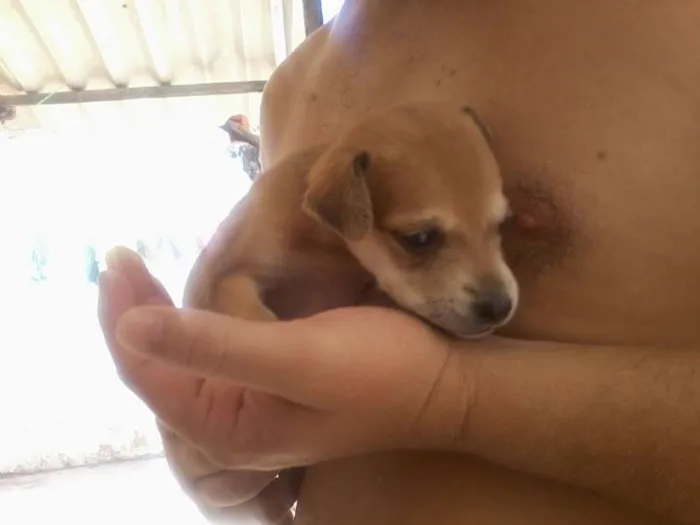 Cachorro ra a vila lata com coker spanier idade Abaixo de 2 meses nome sem nome ainda