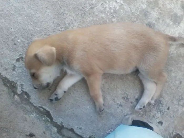 Cachorro ra a vila lata com coker spanier idade Abaixo de 2 meses nome sem nome ainda