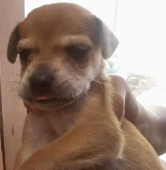 Cachorro ra a vila lata com coker spanier idade Abaixo de 2 meses nome sem nome ainda