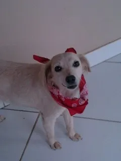 Cachorro ra a vira lata idade 5 anos nome Bianca GRATIFICA