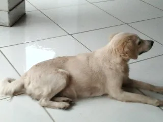 Cachorro ra a vira lata idade 5 anos nome Bianca GRATIFICA