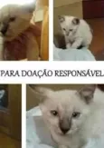 Gatinhos