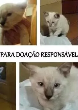 Gato raça SRD idade Abaixo de 2 meses nome Gatinhos