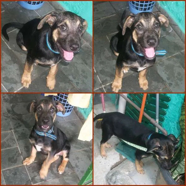 Cachorro ra a SRD idade 2 a 6 meses nome BELINHA