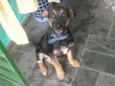 BELINHA