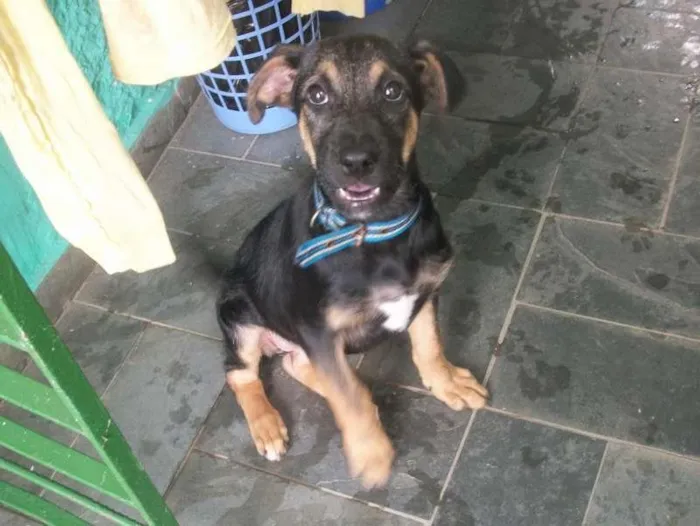 Cachorro ra a SRD idade 2 a 6 meses nome BELINHA