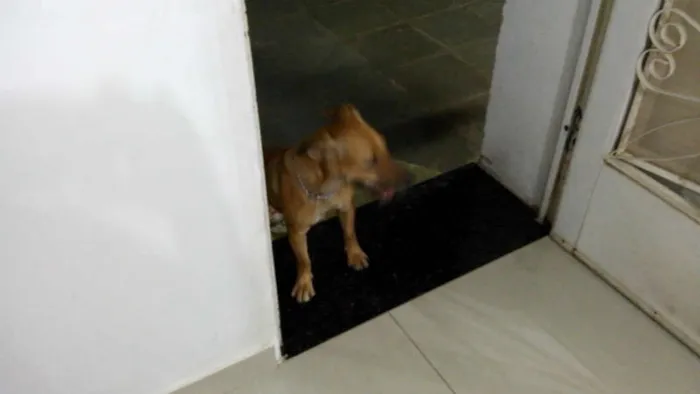 Cachorro ra a SRD idade 1 ano nome mini