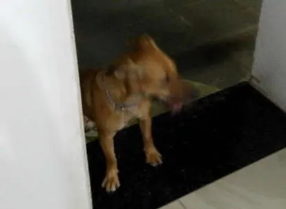 Cachorro ra a SRD idade 1 ano nome mini
