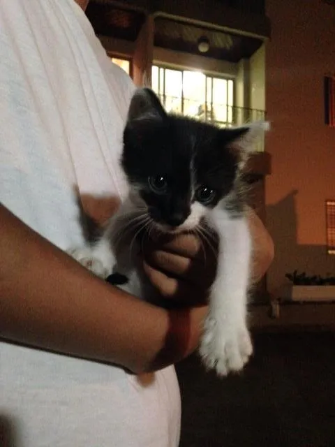 Gato ra a Vira lata idade Abaixo de 2 meses nome Alex