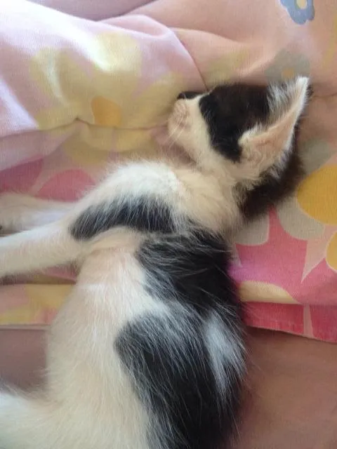 Gato ra a Vira lata idade Abaixo de 2 meses nome Alex