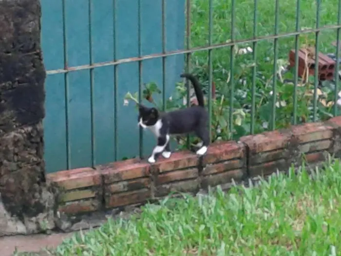 Gato ra a srd idade Abaixo de 2 meses nome pretinha