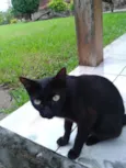 pretinha
