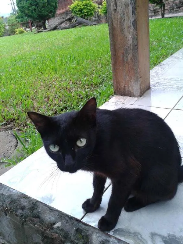 Gato ra a srd idade Abaixo de 2 meses nome pretinha
