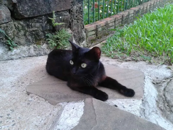 Gato ra a srd idade Abaixo de 2 meses nome pretinha