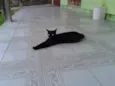 pretinha