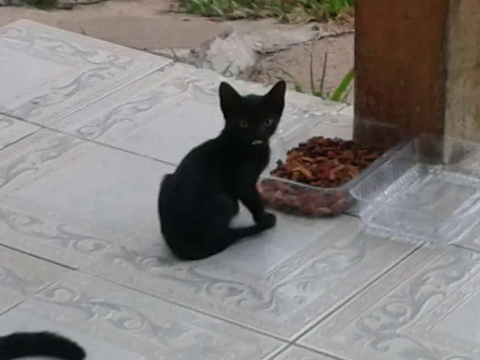 Gato ra a srd idade Abaixo de 2 meses nome pretinha