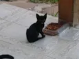 pretinha