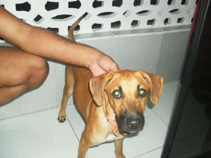 Cachorro raça Vira-Lata idade  nome MARLI