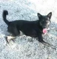 Estrela