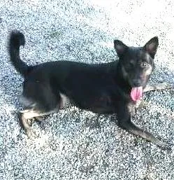 Cachorro raça vira latas idade 1 ano nome Estrela