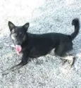 Estrela