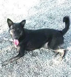 Cachorro raça vira latas idade 1 ano nome Estrela