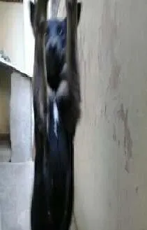 Cachorro raça vira latas idade 1 ano nome Estrela
