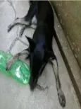 Estrela