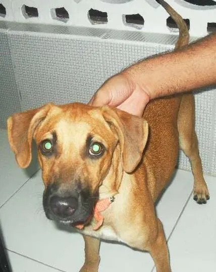 Cachorro raça Vira-Lata idade  nome MARLI