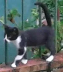 Gato ra a srd idade Abaixo de 2 meses nome pretinha