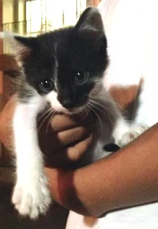 Gato ra a Vira lata idade Abaixo de 2 meses nome Alex