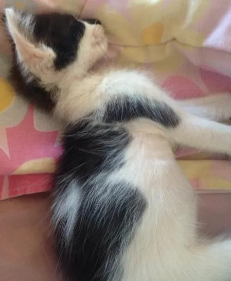 Gato ra a Vira lata idade Abaixo de 2 meses nome Alex
