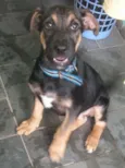BELINHA
