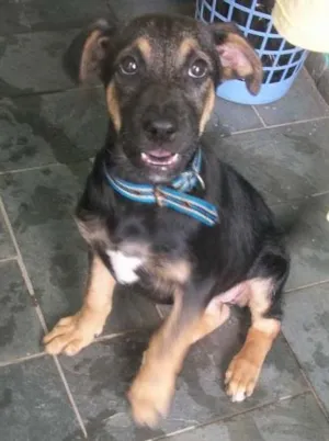 Cachorro raça SRD idade 2 a 6 meses nome BELINHA